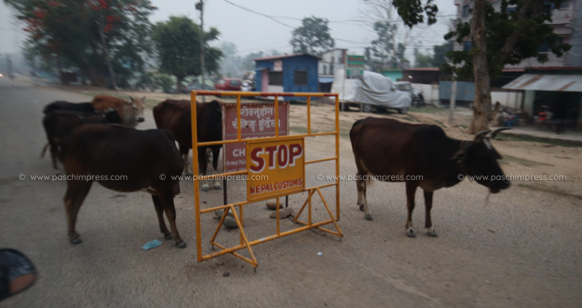 आजदेखी गड्डाचौकी नाका बन्द हुने