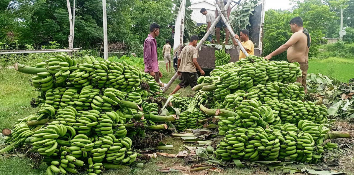 केरा बजार लैजाने तयारी गर्दै किसान