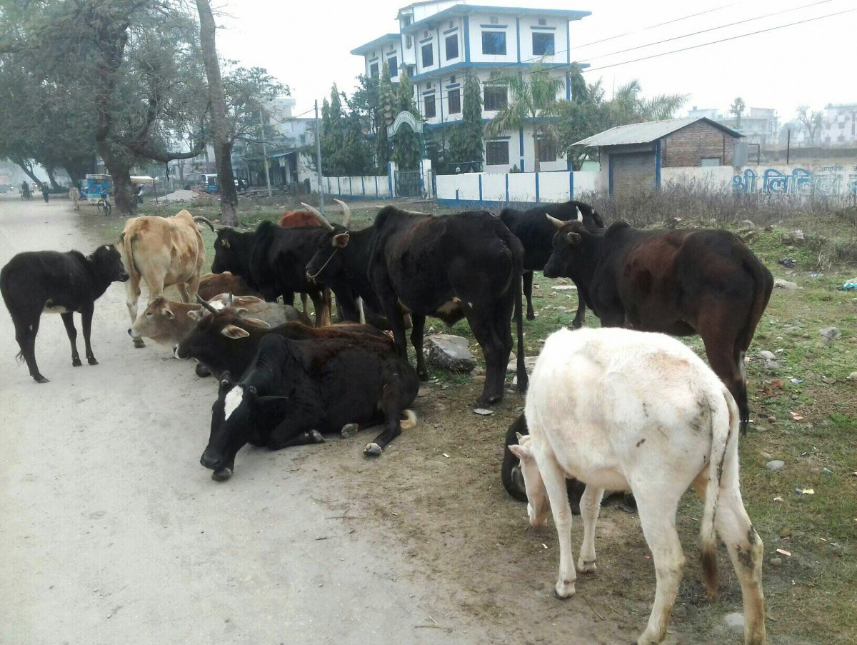 छाडाचौपाया व्यवस्थापनमा दोषी को ?