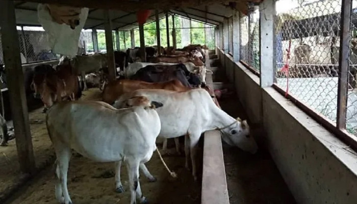 कृष्णपुरमा छाडा चौपाया व्यवस्थापन गरेर प्राङगारिक मल उत्पादन